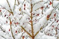 Snowstorm overing Firebush branches and berries