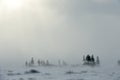 Snowstorm in tundra landscape with trees.