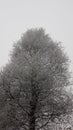 Snowtree Royalty Free Stock Photo