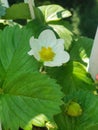 Snowwhite strawberry flower Royalty Free Stock Photo