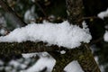 Snowy abstraction - twig and snow Royalty Free Stock Photo