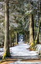 Snowy alley with pine trees at winter Royalty Free Stock Photo