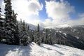 Snowy Alpine Forest