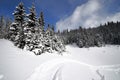 Snowy Alpine Forest