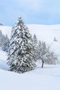 Snowy Alpine Tree on a Pristine Winter Day