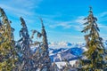 Snowy Alps through the trees, Zwolferhorn, St Gilgen, Salzkammergut, Austria Royalty Free Stock Photo