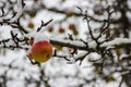 Snowy apple