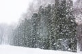 Snowy arbor vitae(cedar, thuja) in a row during the snowfall
