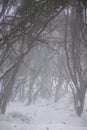 Snowy Australian Eucalypts under Fog