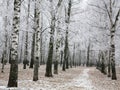 Snowy autumn birch park