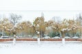 Snowy autumn Park in Tashkent Royalty Free Stock Photo