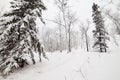 Snowy backcountry winter trail in Yukon T Canada Royalty Free Stock Photo