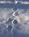 Snowy background with dog tracks in the loose snow in forest Royalty Free Stock Photo