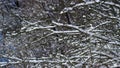 Snowy bare tree branches of frosty winter weather close up. Wintertime scenery. Royalty Free Stock Photo