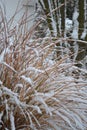 Snowy beautiful ornamental garden Miscanthus sinensis Gracillimus