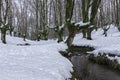 Snowy beech forest with a stream crossing it Royalty Free Stock Photo