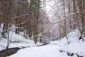 Snowy beech and pine forest in late winter, Sila National Park, Calabria, southern Italy Royalty Free Stock Photo