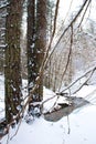 Snowy beech and pine forest in late winter, Sila National Park, Calabria, southern Italy Royalty Free Stock Photo