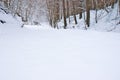 Snowy beech and pine forest in late winter, Sila National Park, Calabria, southern Italy Royalty Free Stock Photo