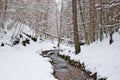 Snowy beech and pine forest in late winter, Sila National Park, Calabria, southern Italy Royalty Free Stock Photo