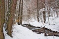 Snowy beech and pine forest in late winter, Sila National Park, Calabria, southern Italy Royalty Free Stock Photo