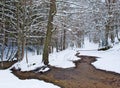 Snowy beech and pine forest in late winter, Sila National Park, Calabria, southern Italy Royalty Free Stock Photo