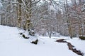 Snowy beech and pine forest in late winter, Sila National Park, Calabria, southern Italy Royalty Free Stock Photo