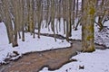 Snowy beech and pine forest in late winter, Sila National Park, Calabria, southern Italy Royalty Free Stock Photo