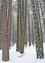 Snowy beech and pine forest in late winter, Sila National Park, Calabria, southern Italy Royalty Free Stock Photo