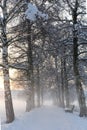 Snowy Birch Path III