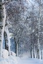 Snowy Birch Path