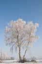 Snowy Birch Tree Royalty Free Stock Photo