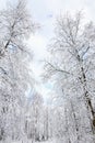 Snowy birch tree Royalty Free Stock Photo