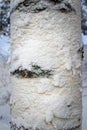 Snowy birch tree trunk Royalty Free Stock Photo