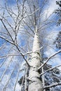 Snowy birch tree trunk Royalty Free Stock Photo