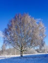 Snowy birch tree in winter against a blue sky Royalty Free Stock Photo