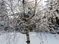 Snowy birch tree in winter forest Royalty Free Stock Photo