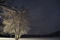 Snowy birch tree in winter Royalty Free Stock Photo