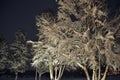 Snowy birch tree in winter Royalty Free Stock Photo