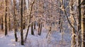 Snowy birch trees, Lithuania Royalty Free Stock Photo