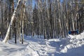 Snowy birch trunks and branches in a wintry forest Royalty Free Stock Photo