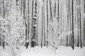 Snowy birches trees in forest, winter monochrome landscape