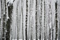 Snowy birches trees in forest, winter monochrome landscape