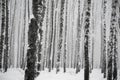 Snowy birches trees in forest, winter monochrome landscape