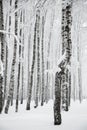 Snowy birches trees in forest, winter monochrome landscape