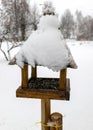 snowy bird feeder with seeds, Bird feeder in the winter snowy garden, Winter time. Winter