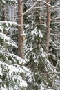 Snowy bird house on a pine tree. Wooden aviary of timber. Nest box in the forest, natural winter background pattern. Royalty Free Stock Photo