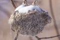 Snowy bird`s nest in a tree - taken by the Minnesota River in the Minnesota Valley National Wildlife Refuge