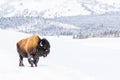 Snowy bison covered in snow in Yellowstone National Park Royalty Free Stock Photo