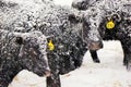 Snowy black angus cows